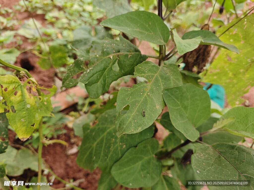 绿叶繁茂的植物景象