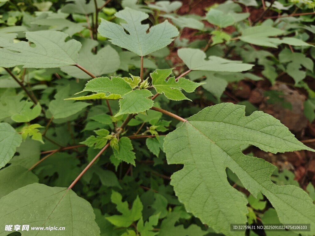 绿叶繁茂的植物景象