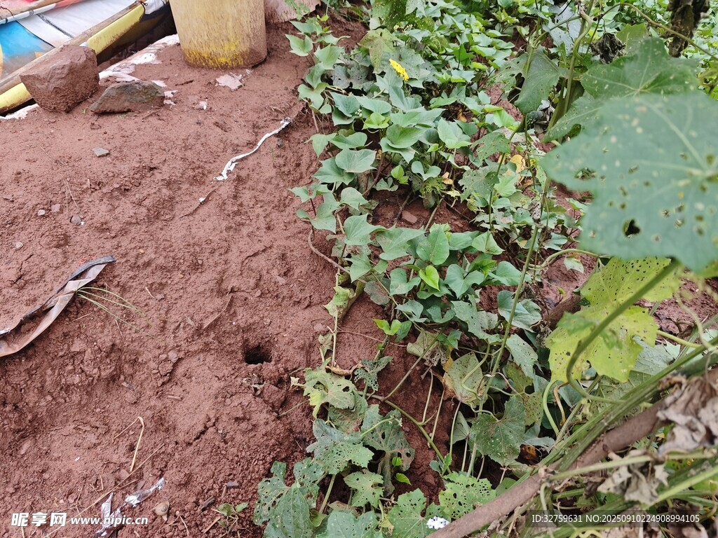 泥土中的绿色植物景观
