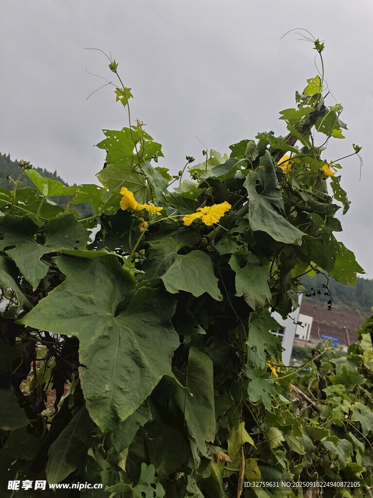 藤蔓上绽放的黄色南瓜花