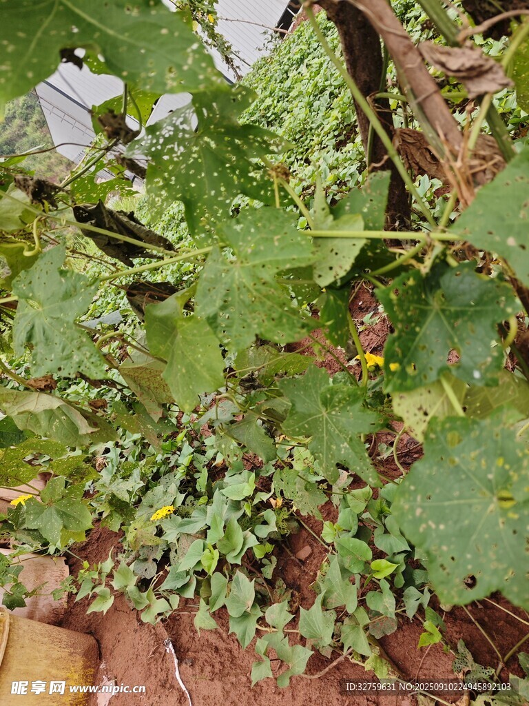 繁茂绿植景观