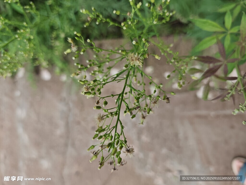 绿色植物枝条特写