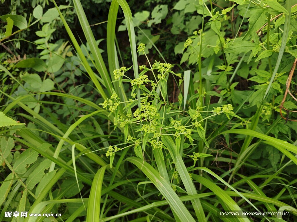 翠绿繁茂的野生植物