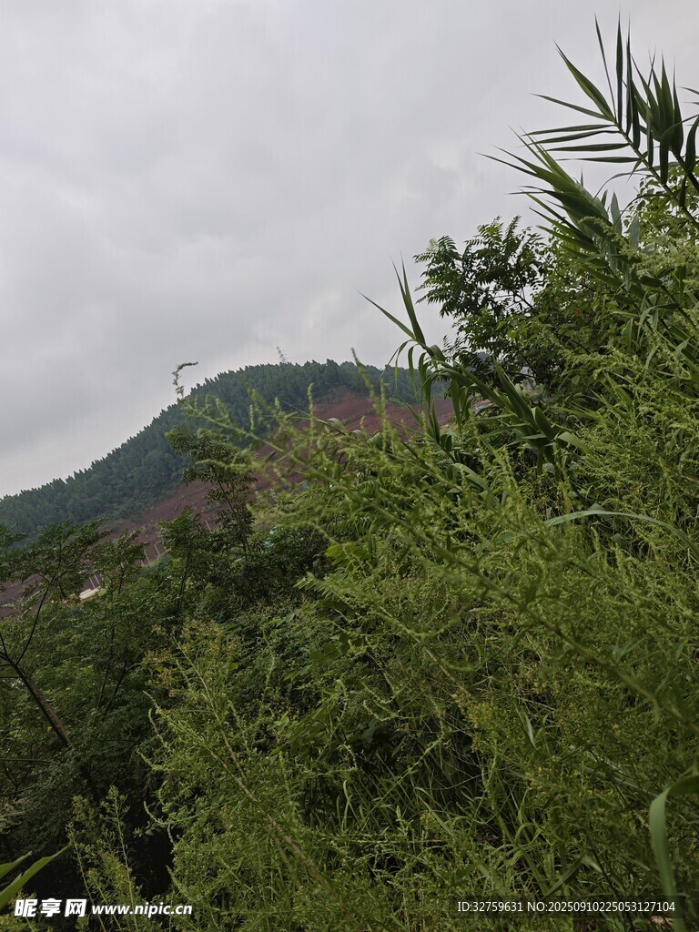 山林间的繁茂植被景观