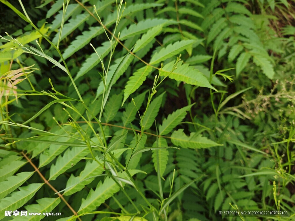 翠绿蕨类植物叶片特写