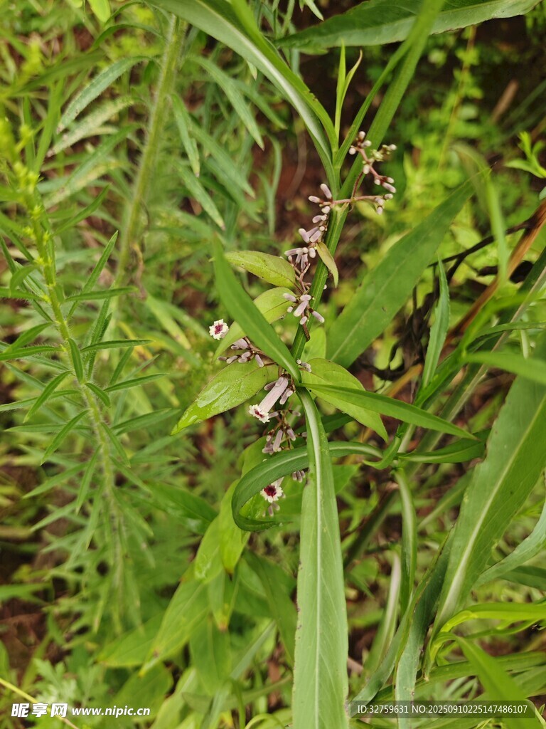 繁茂绿植景观
