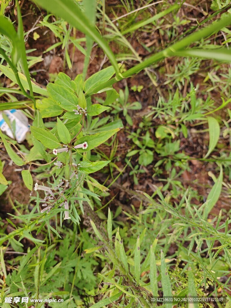 野外丛生的绿色植物