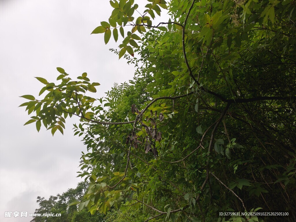 繁茂绿树与朦胧天空