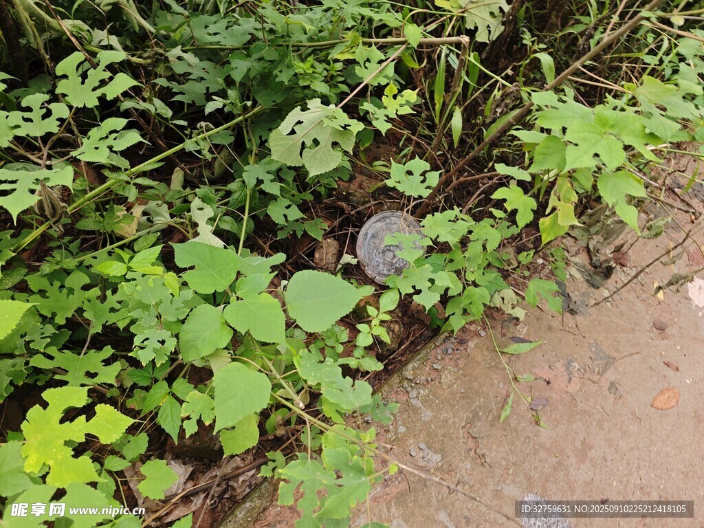 路边繁茂绿植景象