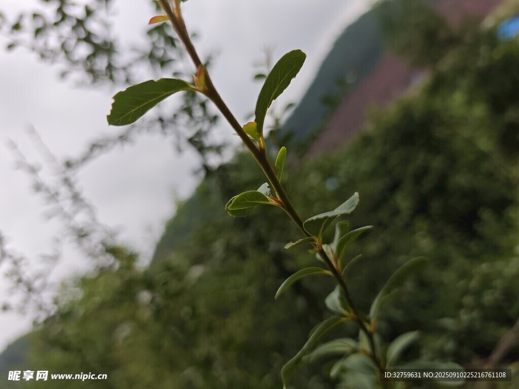绿色植物特写