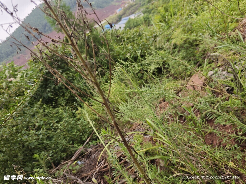 野外繁茂绿植景象