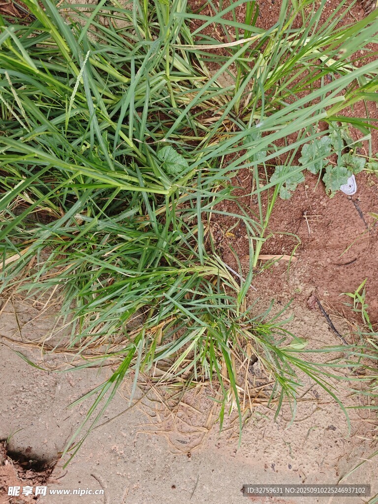 地面上的嫩绿草丛
