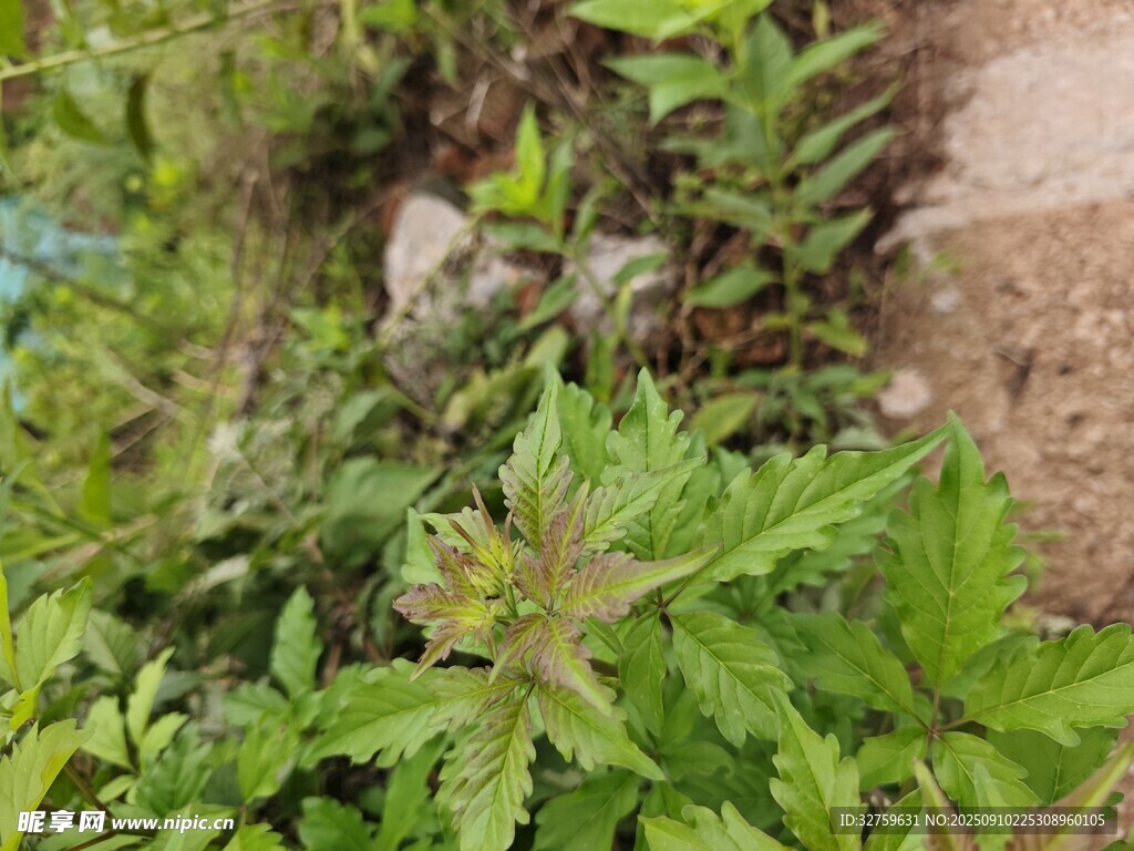野外生长的绿色植物