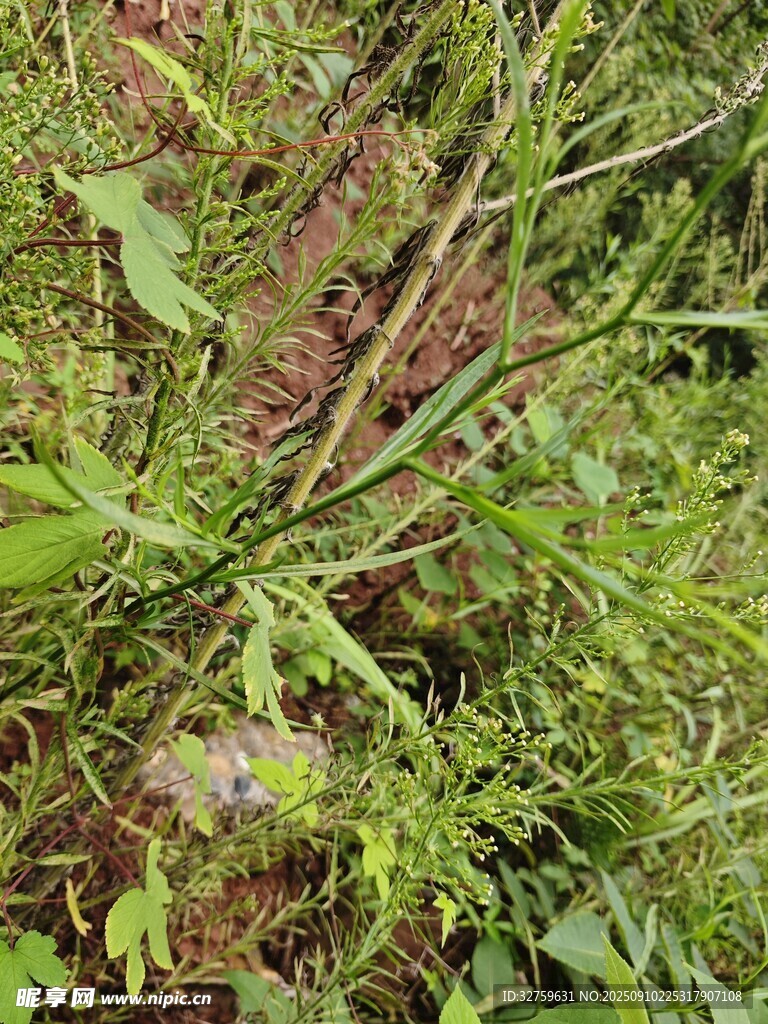 野外繁茂的绿色植物群落