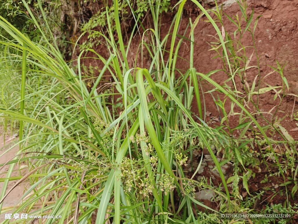 路边生长的绿色野草
