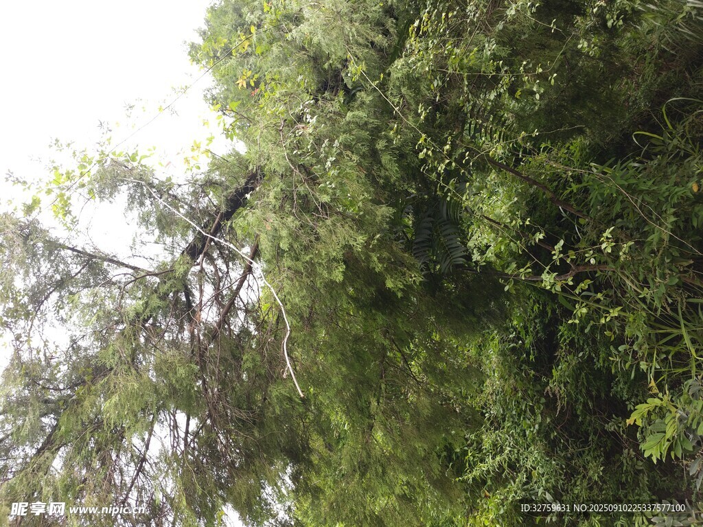 繁茂绿树 