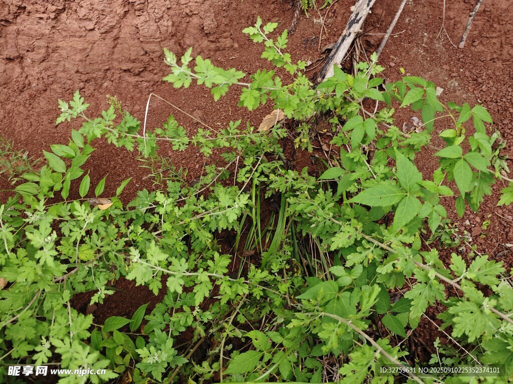 嫩绿植物生机勃勃