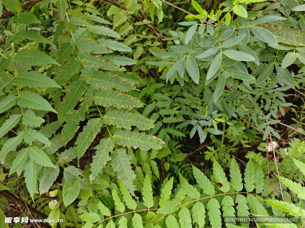 翠绿蕨类植物自然景象