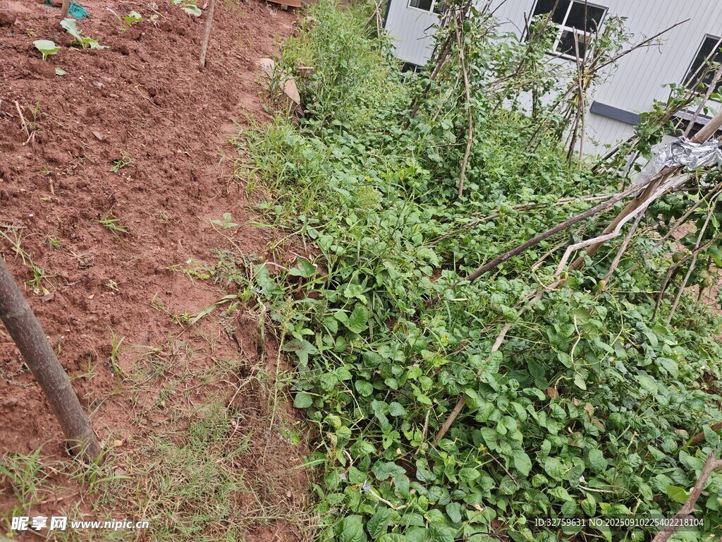 户外绿植景观一角