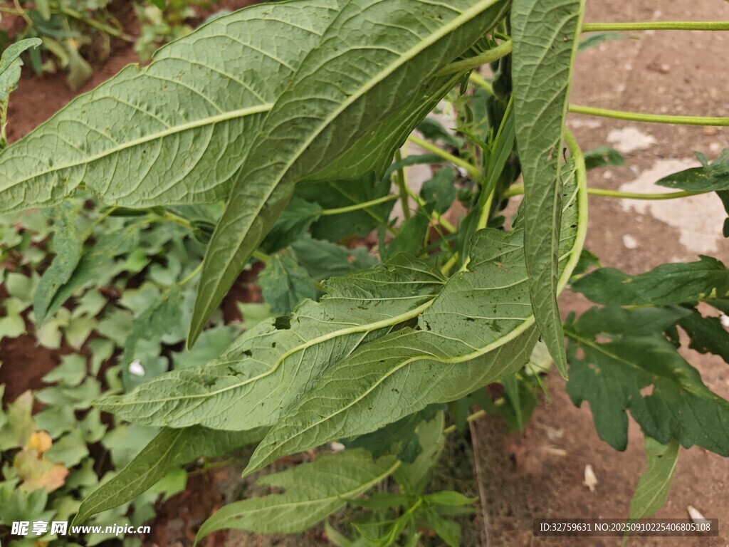 绿叶植物特写