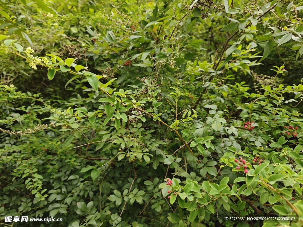 茂密绿植景观