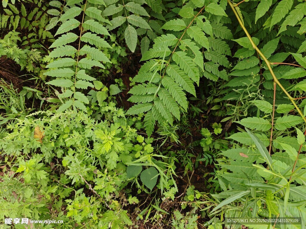 翠绿繁茂的蕨类植物景观