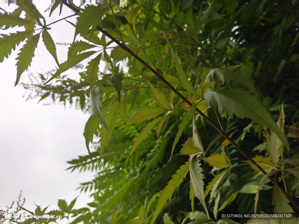 翠绿繁茂的竹枝
