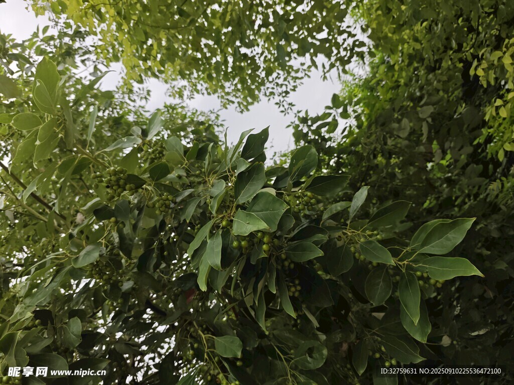 仰视茂密绿意盎然的树林