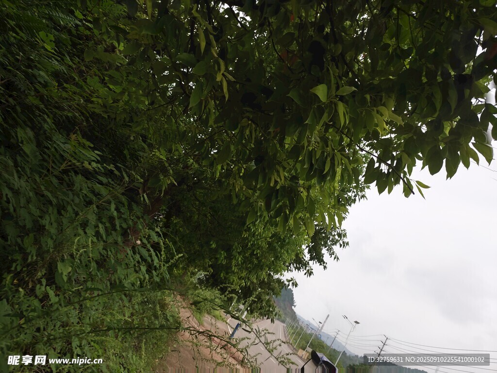 绿荫下的小径
