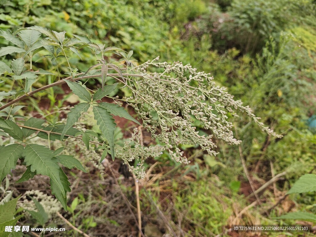野外繁茂的绿色植物群落