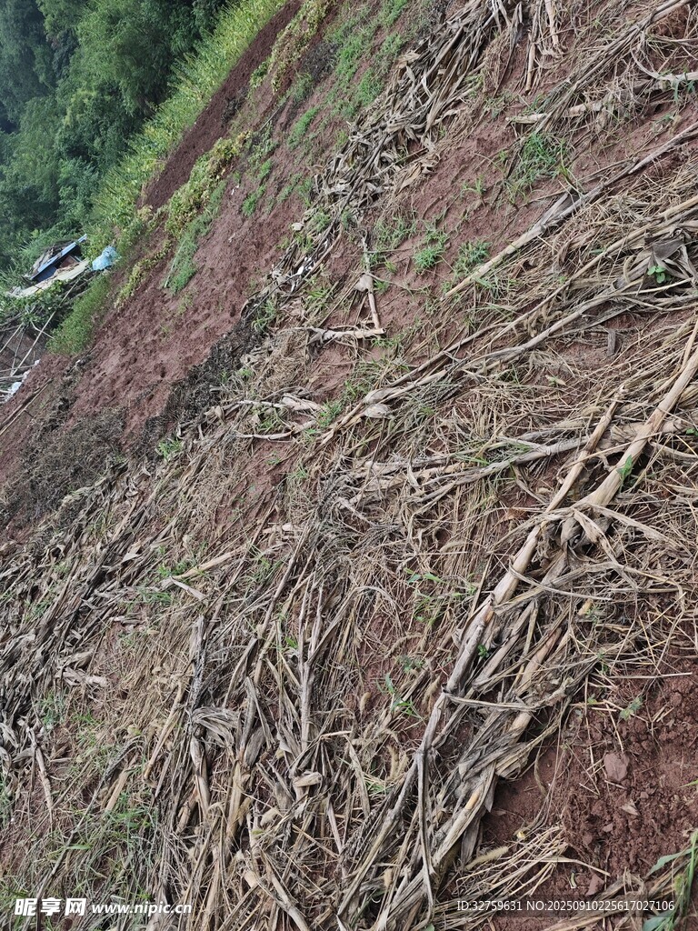 山坡上的杂乱植被