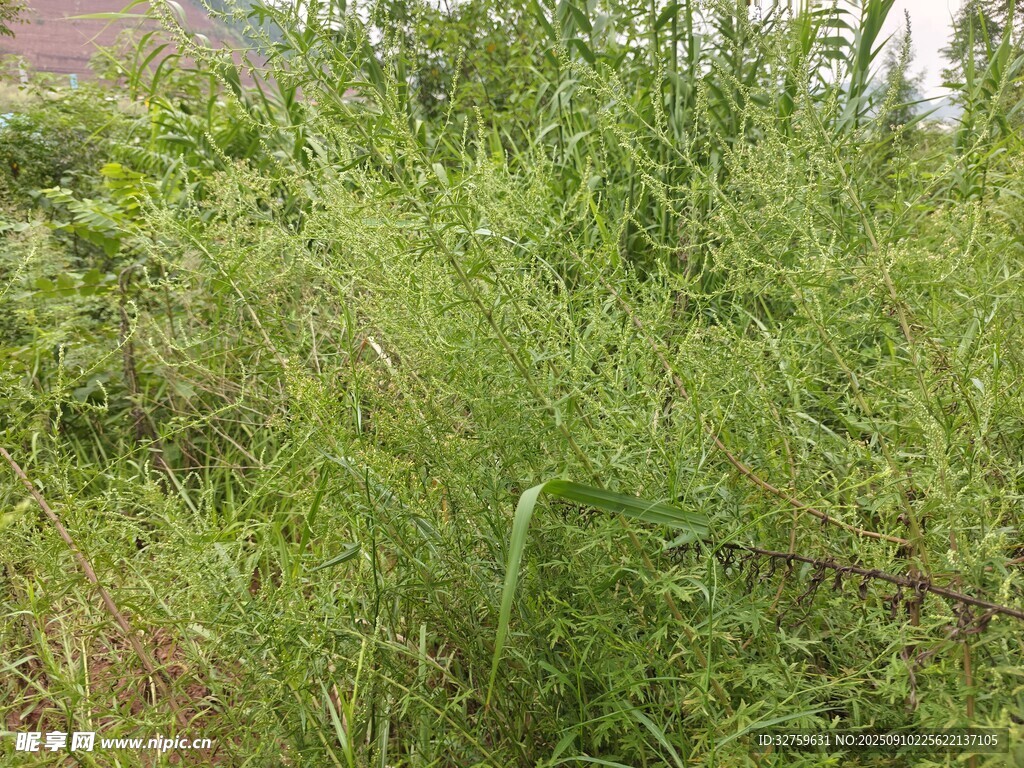 野外茂盛的绿色杂草