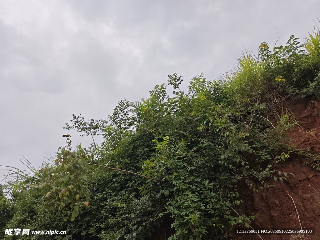 山坡绿植覆盖景象