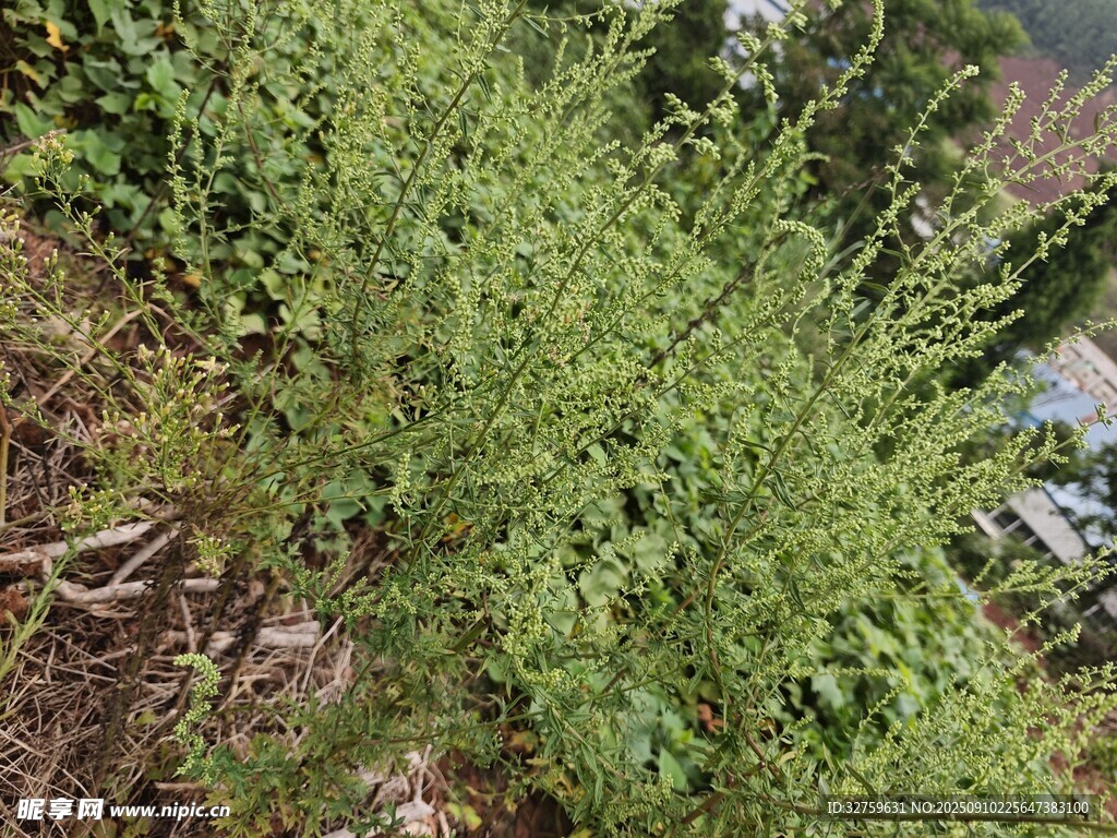 野外丛生的绿色植物