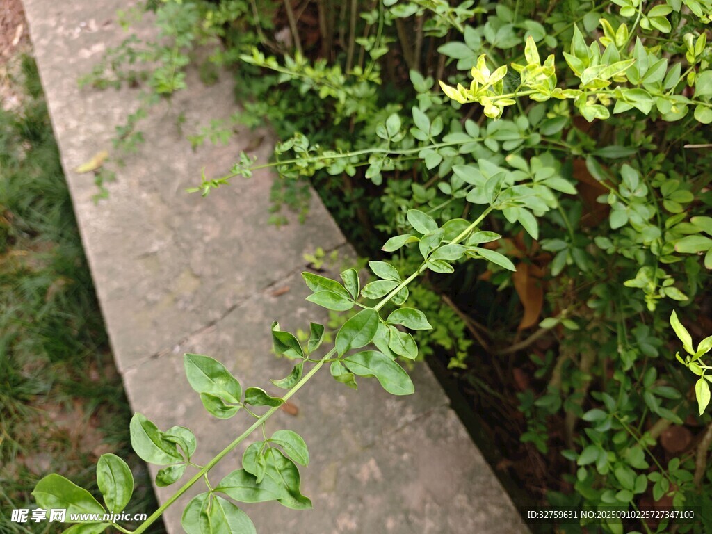 小径旁繁茂绿植