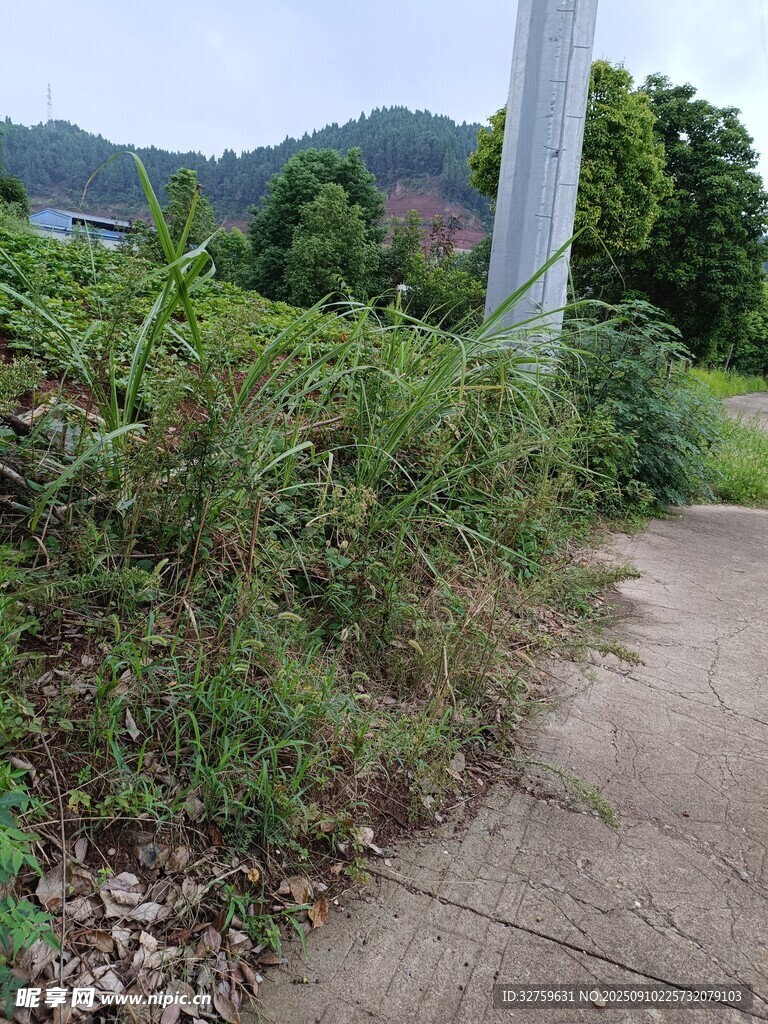 路边繁茂绿植与小径