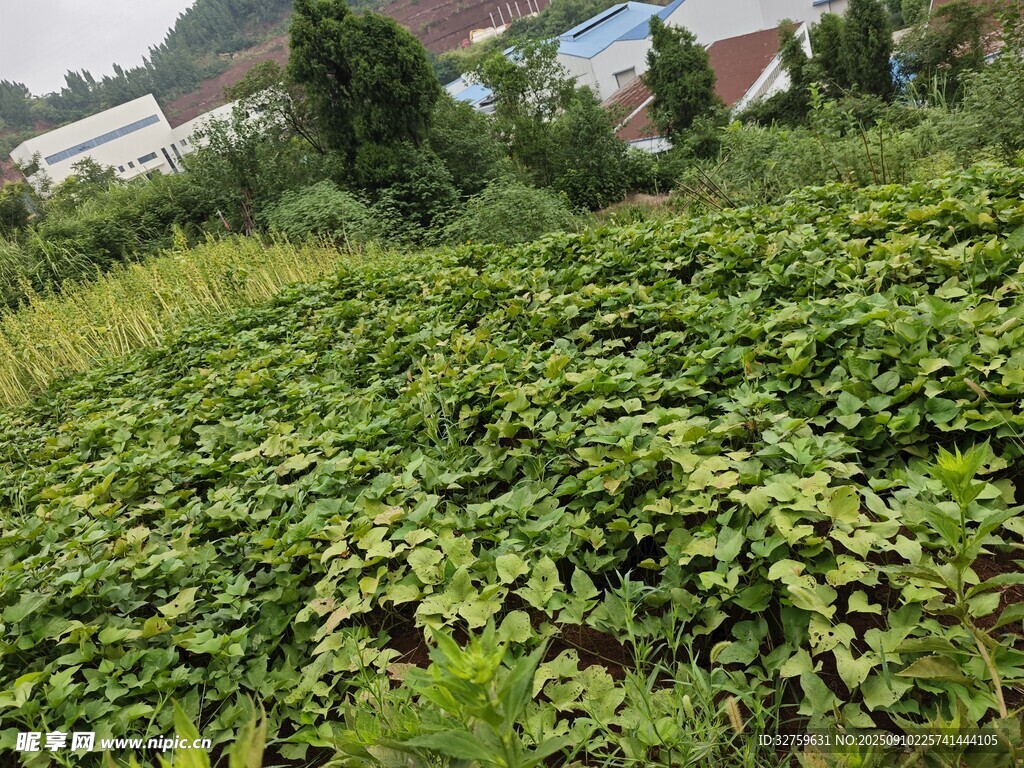 绿意盎然的农田景象
