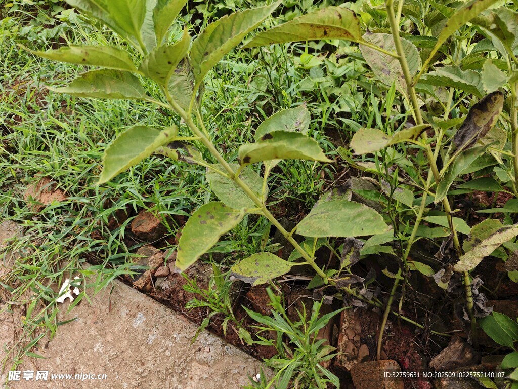 绿叶繁茂的植物景观