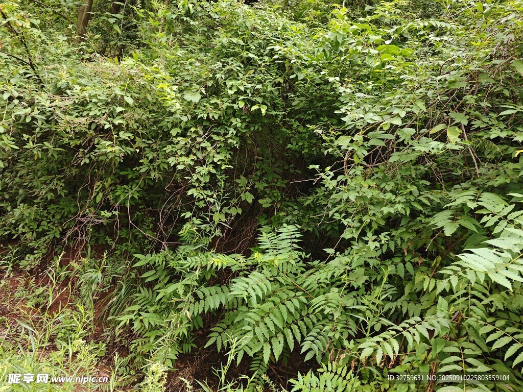 茂密绿植丛林景象