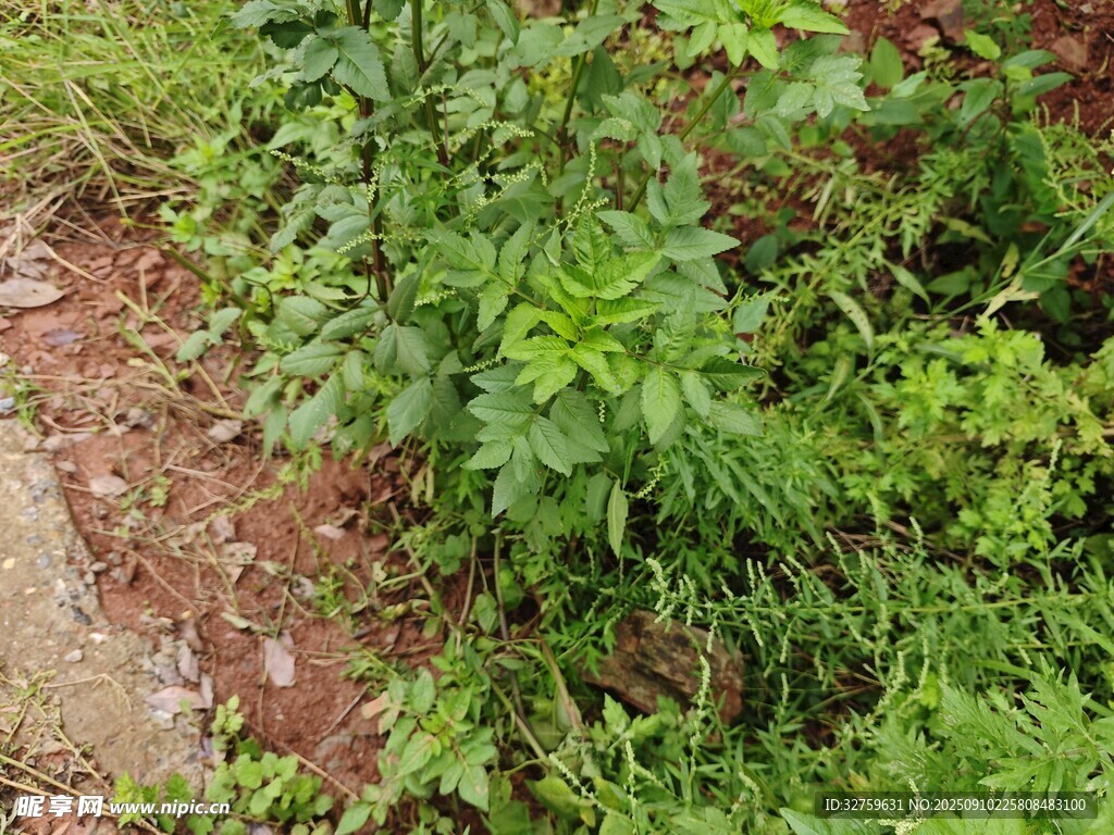 路边蓬勃生长的绿色植物