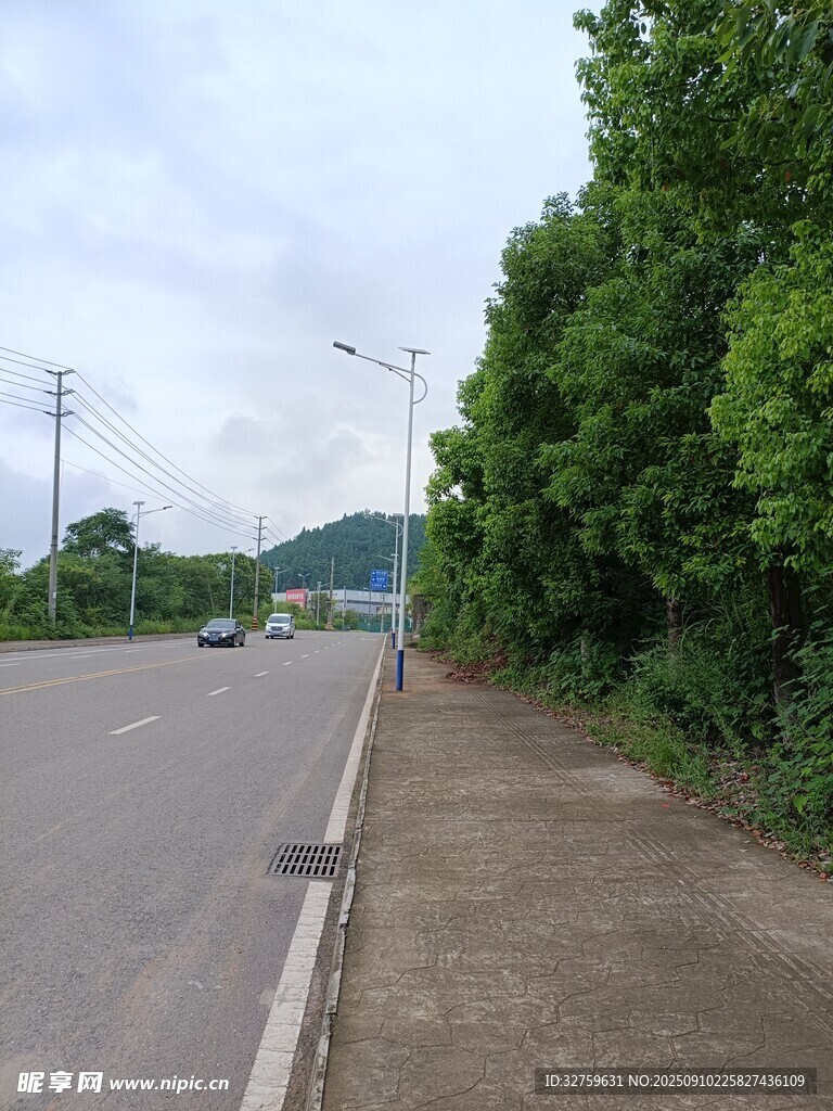 城郊道路旁的葱郁绿树