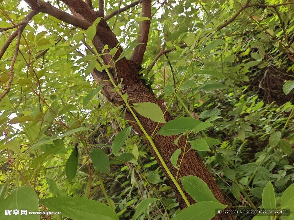 繁茂树木与绿叶景象
