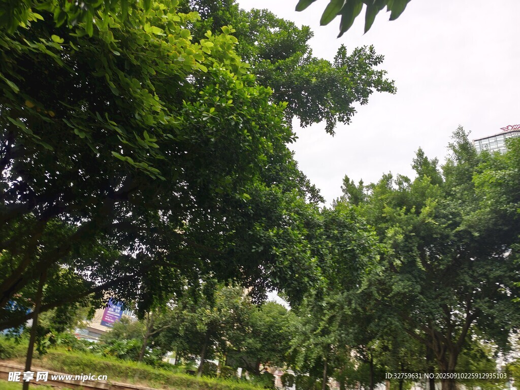 绿树成荫的户外景致