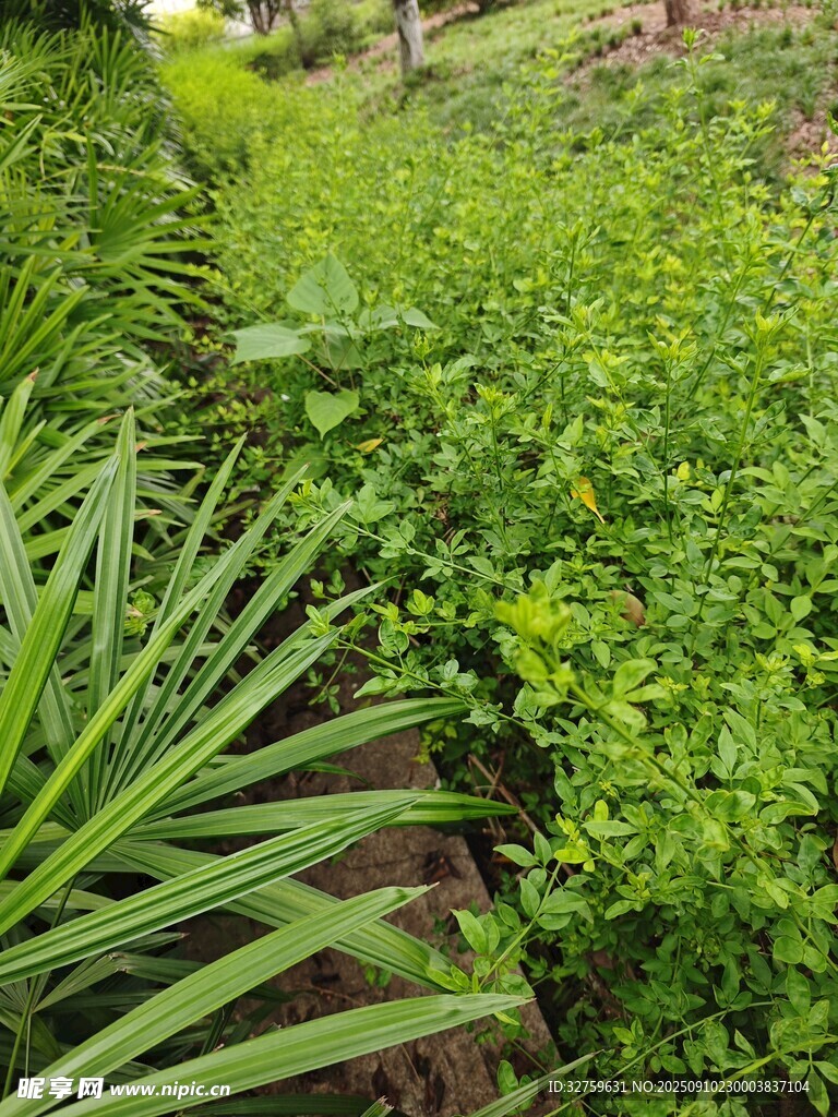 繁茂绿植景观