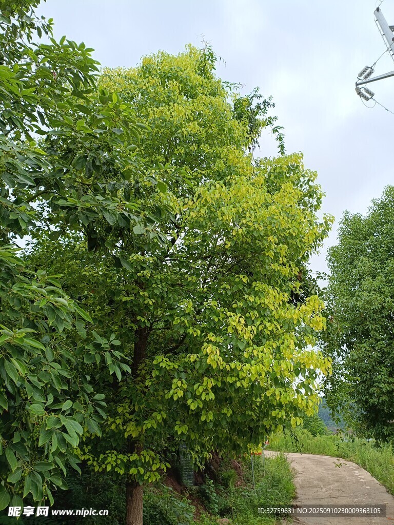 林间小道旁的葱郁绿树