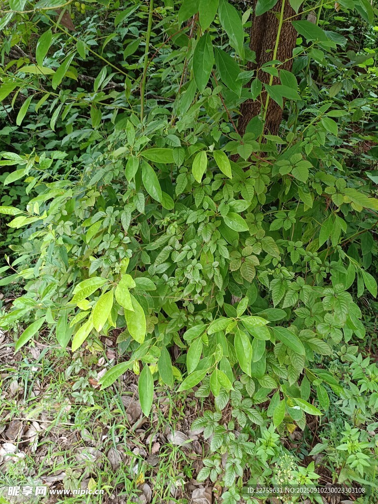 茂密绿植展现自然生机