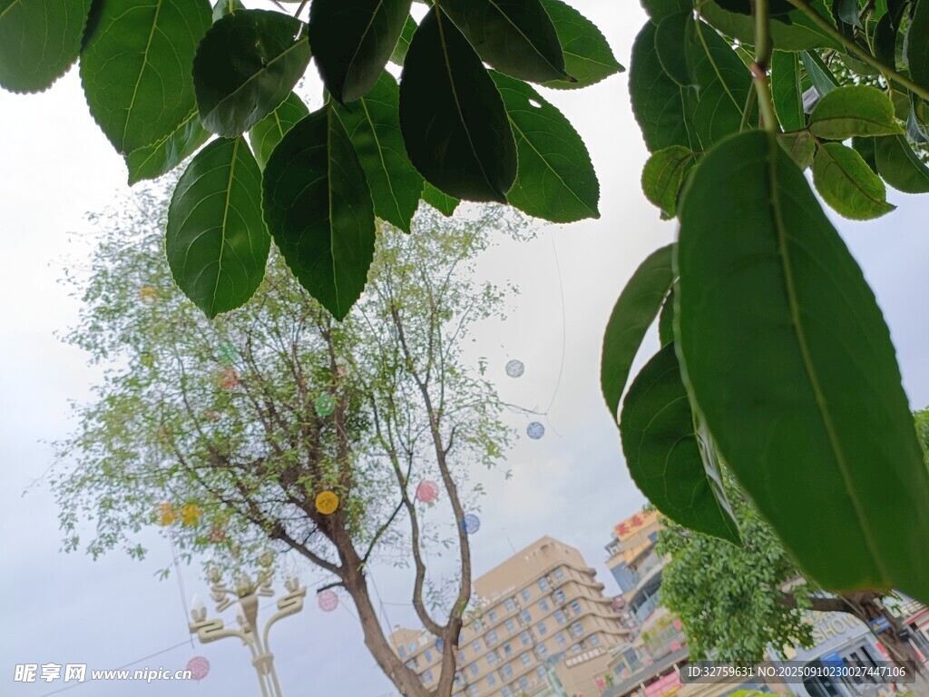 绿叶间的城市树木景观