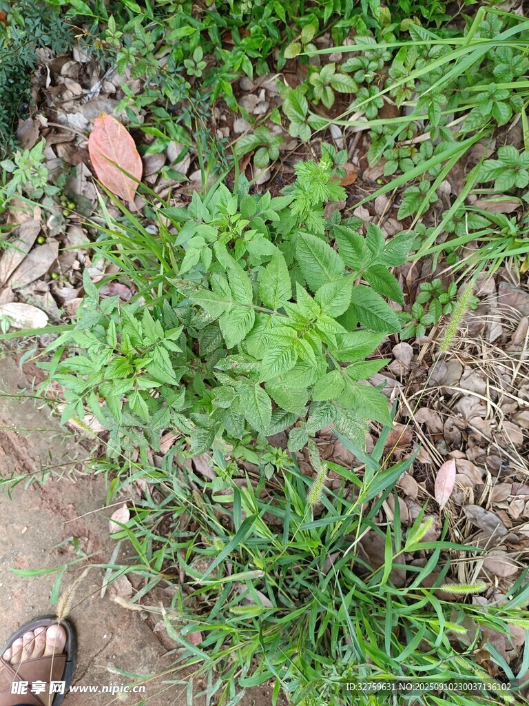 路边生长的绿色植物