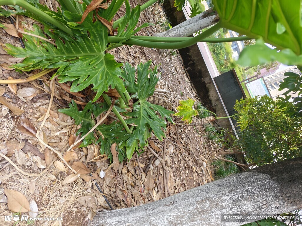 墙边绿植景观