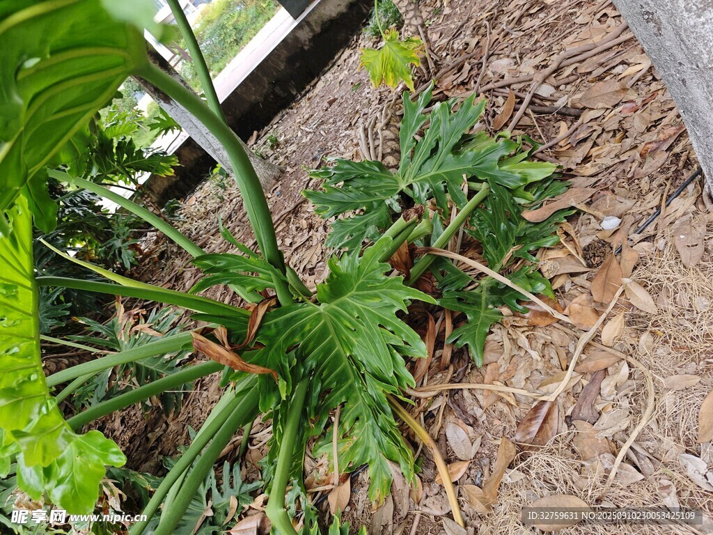 绿叶葱茏的蓬勃植物